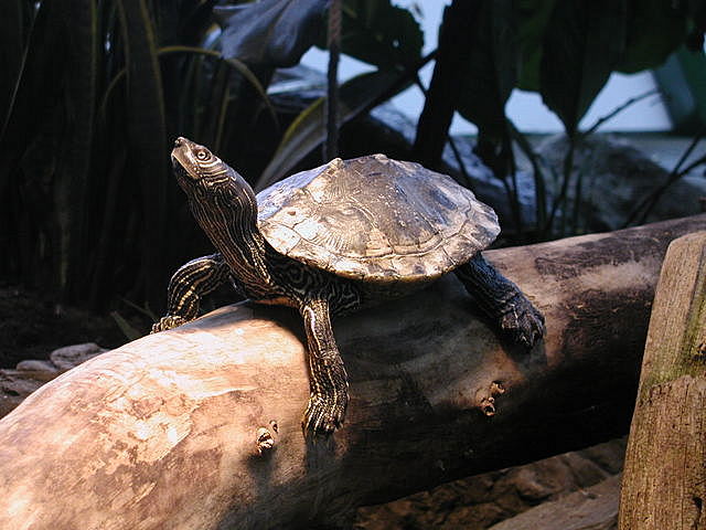 Turtle getting a tan