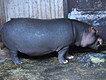 Hippo having a snack break