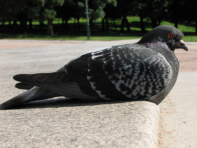 A Pigeon