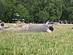 Tired man and birds at Hyde Park