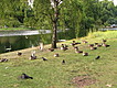 Ducks at St James's Park