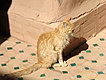 Cat in Taourirt Kasbah in Ouarzazate