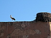 Marrakesh - Stork nest